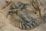 Acanthopyge (Lobopyge) Trilobite - Atchana, Morocco #213451-5